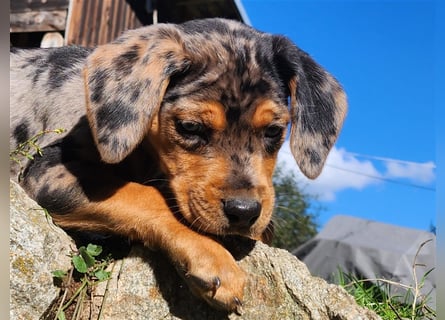 Louisiana Leopard - Catahoula