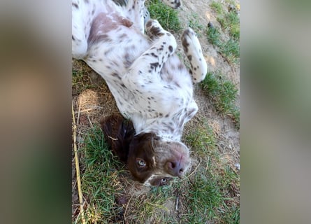 English setter Rüde