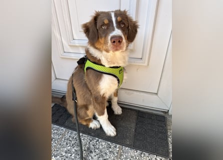 1 kleine Australian Shepherd Hündin( Welpe) braun/redtri (Minimix/Reinrassig)+ Gesundheitszeugnis
