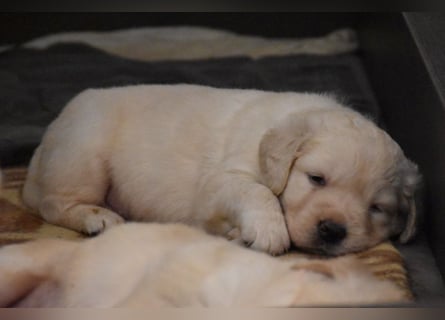 süße reinrassige Goldenretriever Welpen geboren