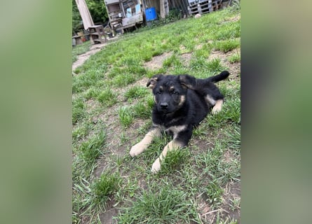 Deutscher Schäferhund Welpen
