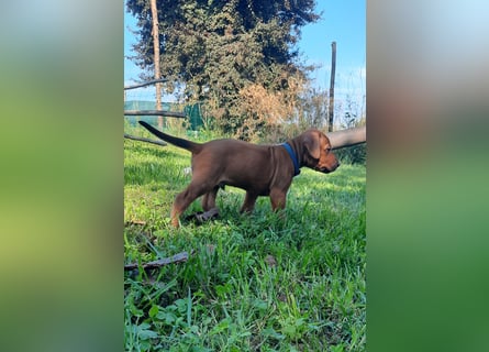 Szczeniaki  Rhodesian Ridgeback/ Pies/Suka Rhodesian Ridgeback/ welpen rhodesian