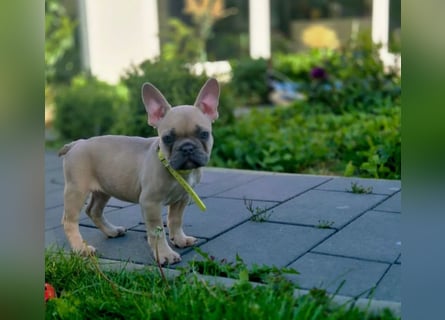 Französische Bulldoggen Welpen mit AT und Nase