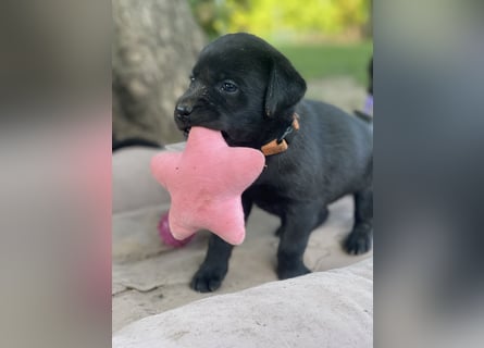 Reinrassige, schwarze Labrador-Welpen von der Mecklenburger Seenplatte