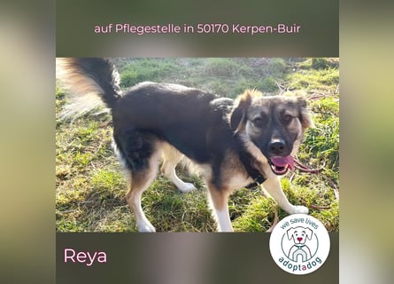 Reya: Wunderschön und voller Energie (auf Pflegestelle in 50170 Kerpen-Buir)