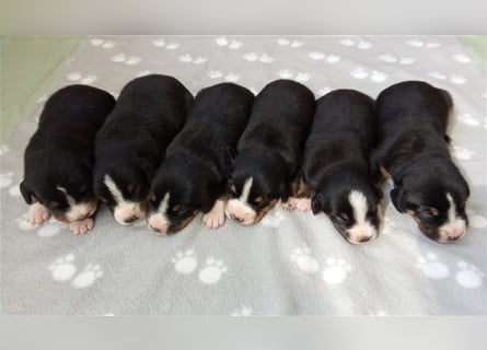 Entlebucher Sennenhund-Welpen "vom Zwergenstübchen" mit Ahnentafel