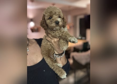 Cockapoo. F1 American Wurfankündigung Mai 2025