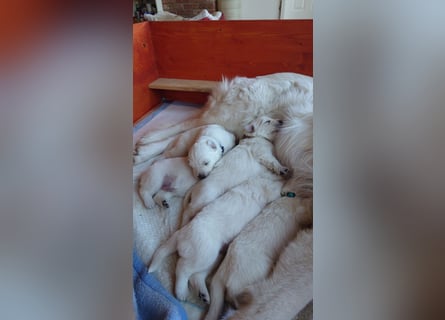 Welpen Weiße Schweizer Schäferhunde