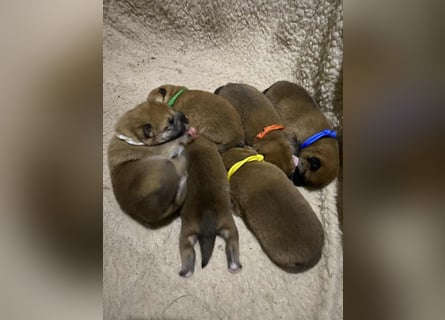 Wunderschöne Shiba Inu Welpen suchen ein liebevolles Zuhause!