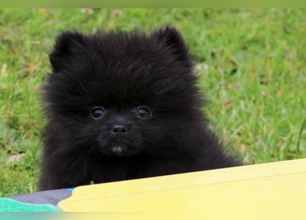 Yulie unsere kleine Pomeranian Zwergspitz Hündin mit Papieren kann ausziehen
