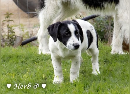 Holly, Hank, Harold und Herbie suchen ab sofort ein Zuhause