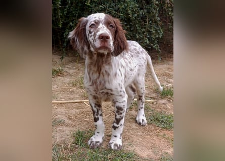 English setter Rüde