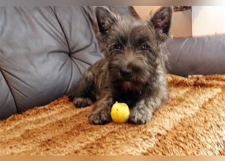 Cairn-Terrier-Welpen von-der-Iburg bietet sehr schönen Rüden