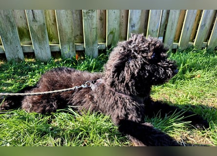 Labradoodle