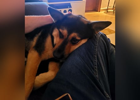 Schäferhundmischling Bono