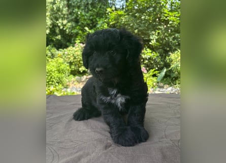 Aussiedoodle Welpen mini / medium F1