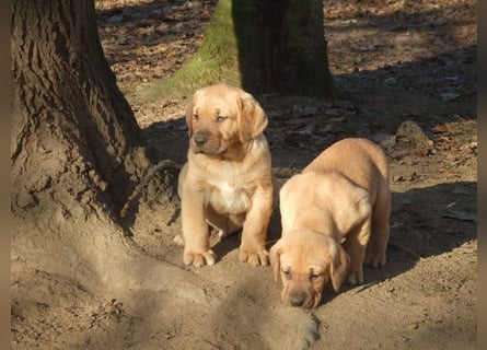 Broholmer Welpen.