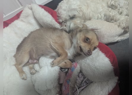 Chihuahua Rüden