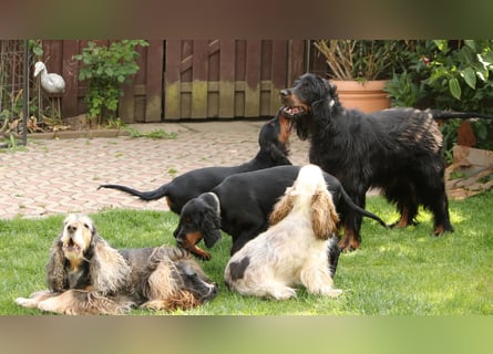 2 liebenswerte Gordon Setter aus Liebhaberzucht suchen Kuschelpartner