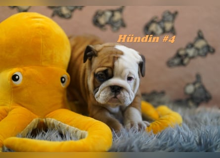Wunderschöne & Freiatmende Englische Bulldogge Babys
