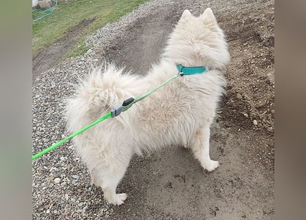 ❤️ wunderschöner Samojede LEO - 3 Jahre, 55cm/25kg