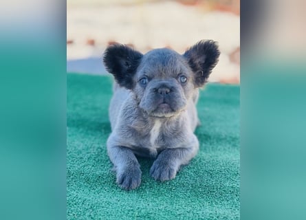 Fluffy Französische Bulldogge