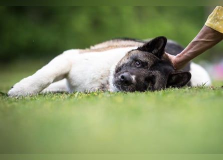 Kendo - ruhiger, ausgeglichener Familienhund - Tierhilfe Franken e.V.
