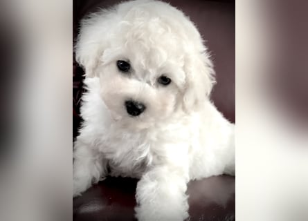 Bichon frise Welpen bildschön - suchen im Juli ein liebes Zuhause