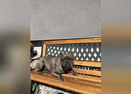 Gesunde Sportliche Französische Bulldoggen aus Familienzucht!