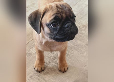 Mops 2.0 Welpen, Rüde, 13 Wochen, Ahnentafel CfdM / VDH / FCI
