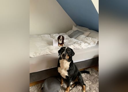 Kerngesunder Appenzeller namens Paul, sehr Gesund und fit