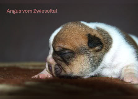 Continental Bulldogs vom Zwieseltal