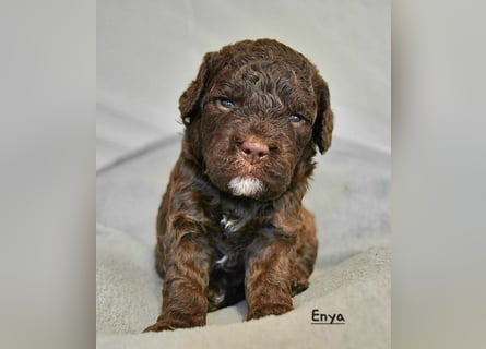 Lagotto Romagnolo Welpen mit LRWD e.V./ VDH Papieren