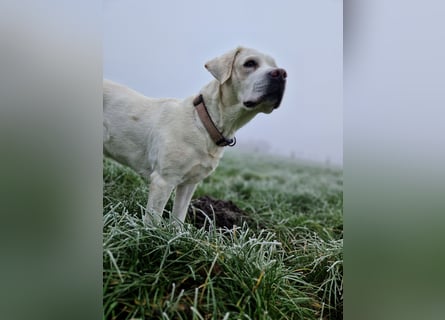 Labradoddle F1