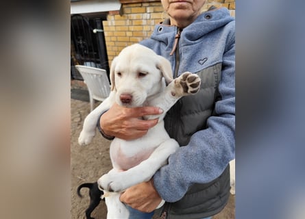 Labrador Welpen ab sofort abzugeben