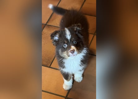 Tolle kleine Mini Australian Shepherd Welpen suchen Ihre Herzenfank