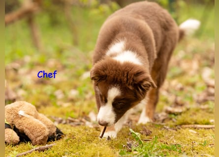 Australian Shepherd Welpen Rüden, ASCA