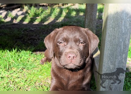 Acht reinrassige Labrador Welpen auf dem Weg in ihr neues Leben...