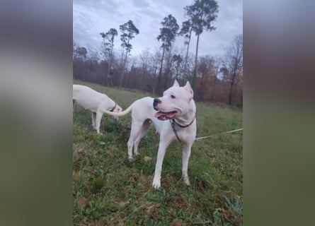 Dogo Argentino Hündin 3 Jahre