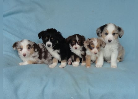 Traumhafte Mini Aussie Welpen aus seriös. Zucht!