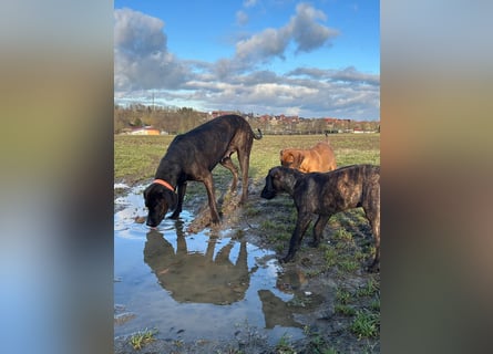 Rhodesian Ridgeback Malinois Welpe sucht seine Familie