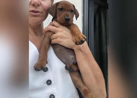 Deutscher Pinscher Welpen aus dem Haus ,,Cava Land" FCI Zucht