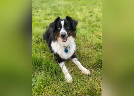 Einzigartige Mini Aussies