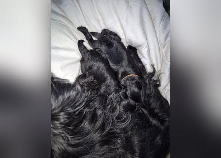 Affenpinscher Welpen WT 11.04.2025