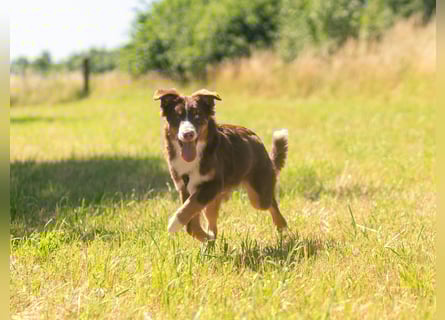 Australian Shepherd Welpe Rüden, ASCA