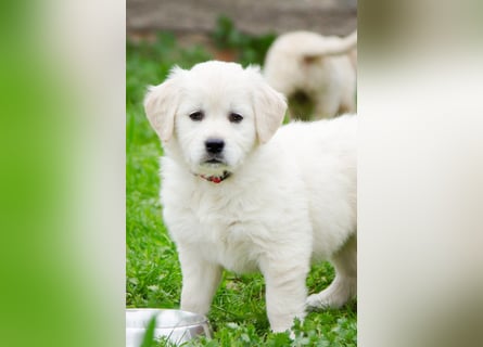 Goldenretriever Welpen