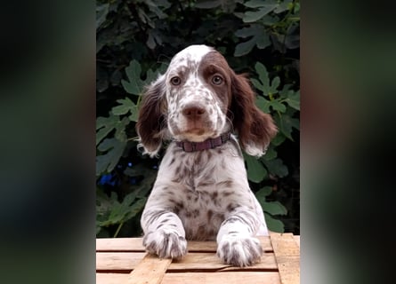 English setter Welpen (3 Rüden, 2 Hündinnen)