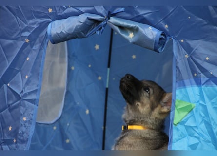 Schäferhund Welpen mit VDH Ahnentafel