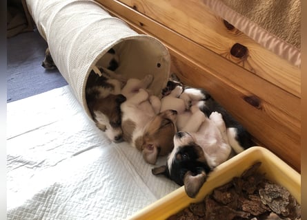 Kromfohrländer Welpen aus Hamburg suchen ein liebevolles Zuhause (Einkreuzprojekt)