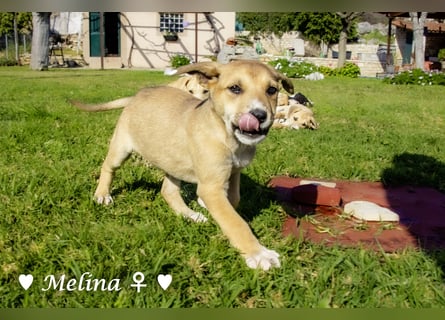 Mickey, Mono, Melina und Mia suchen ein Zuhause